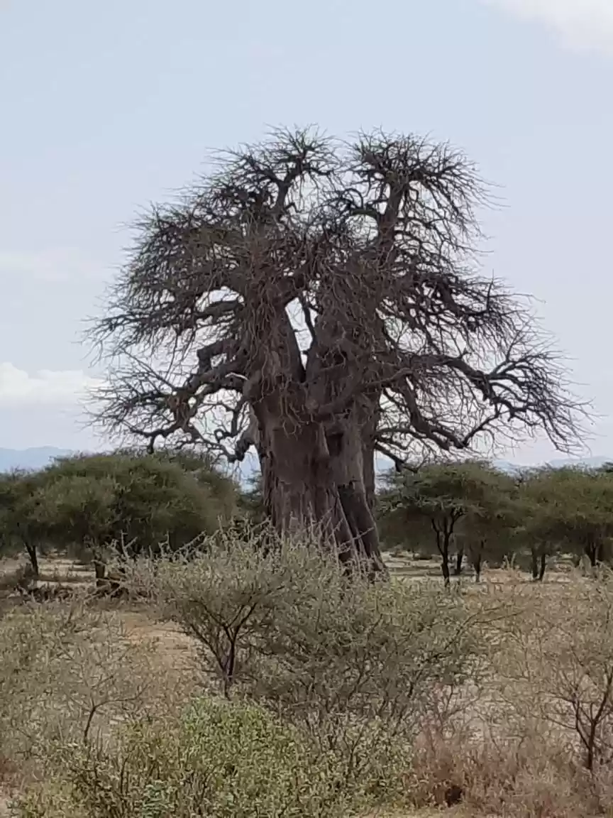 Photo of Tarangire National Park