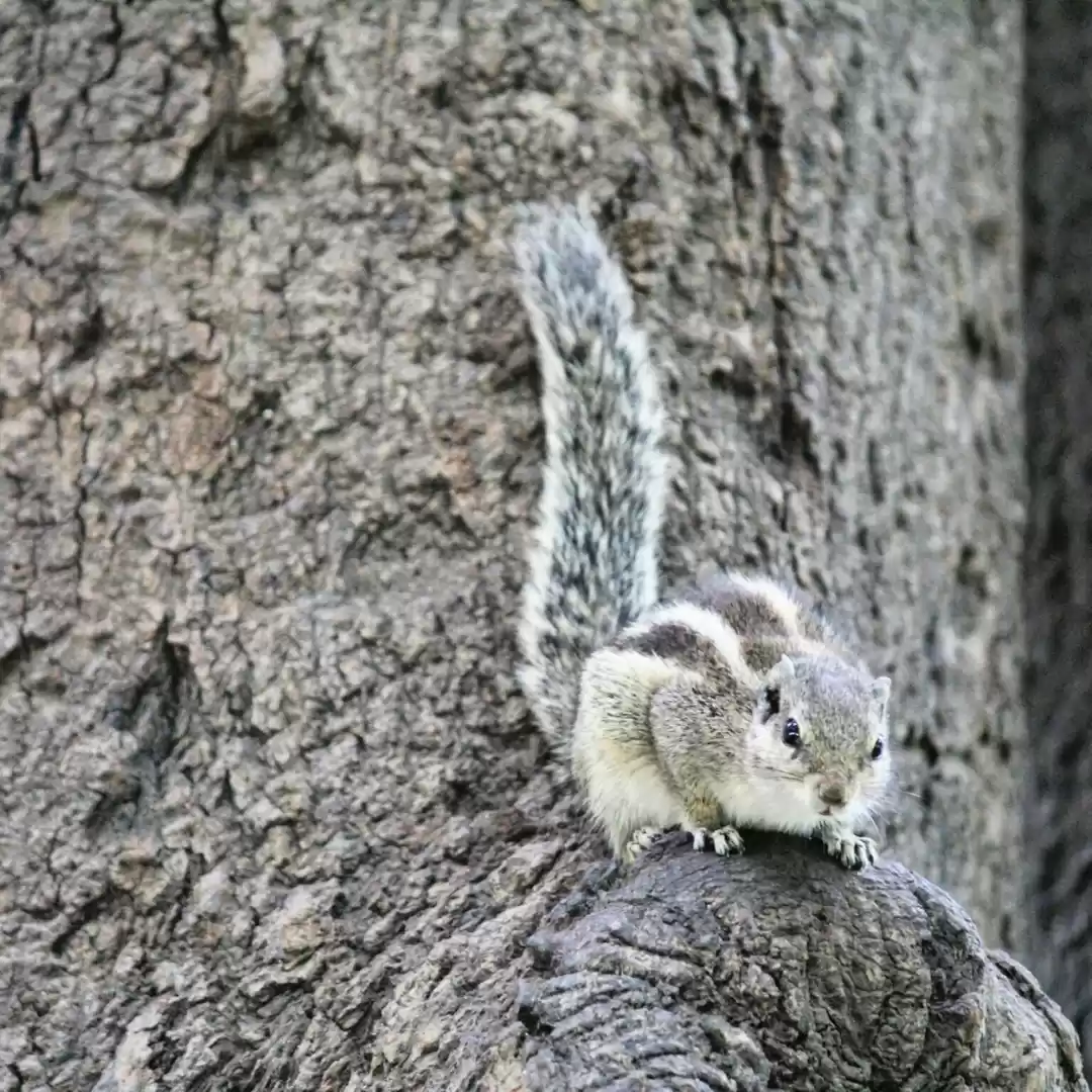 Photo of Sarthana Jakat Naka