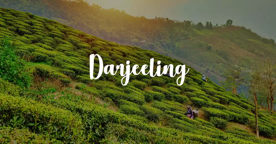 Image 1 of Marvelous Darjeeling