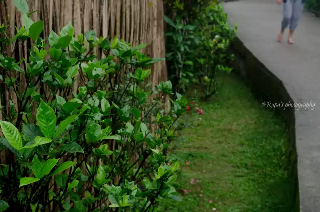 Photo of living root bridge