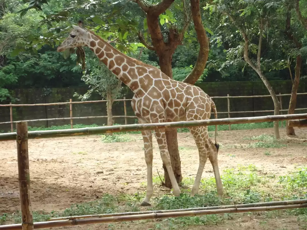 Photo of Nandankanan Zoological Park