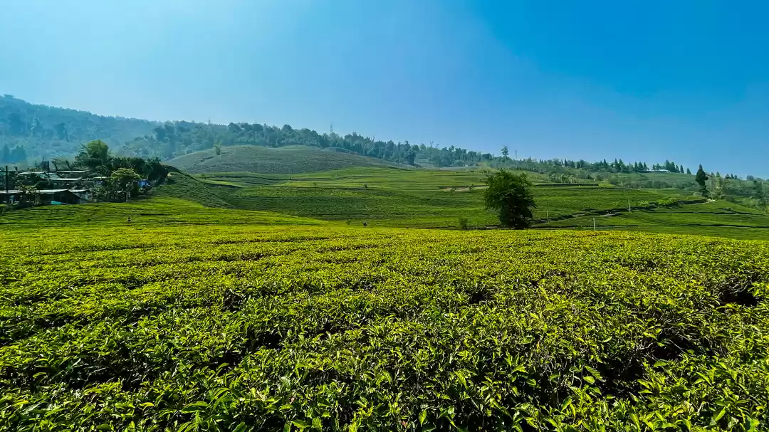 Photo of TEMI TEA GARDEN