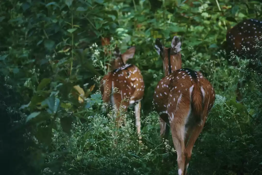 Photo of Bandipur Reception Office (Forest Department)