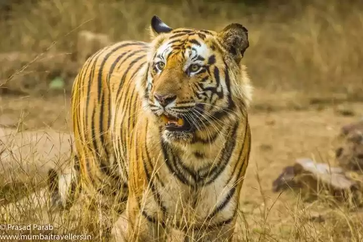 Photo of An Exciting Tiger En