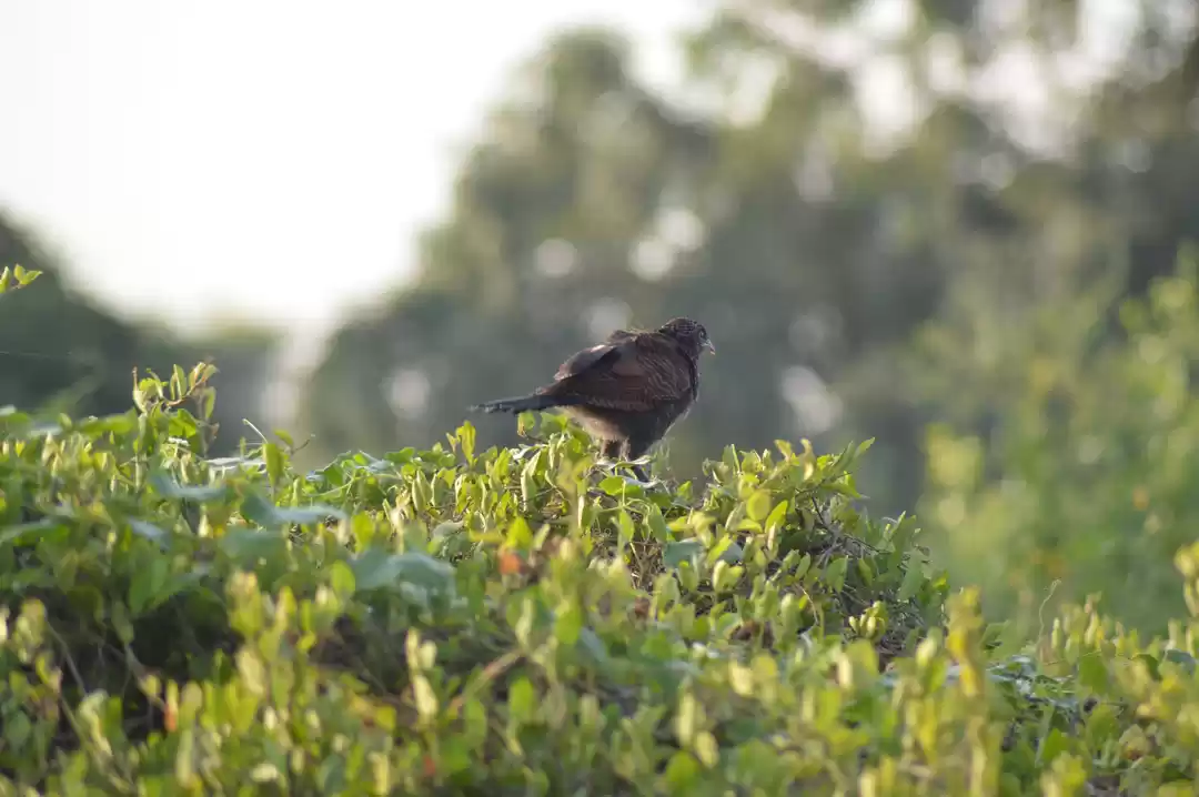 Photo of Bharatpur Bird Sanctuary