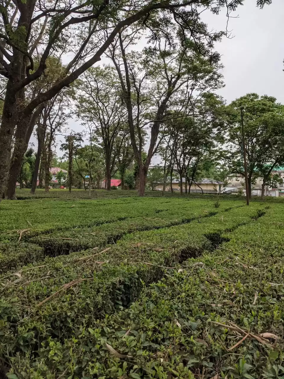 Photo of Palampur Tea garen