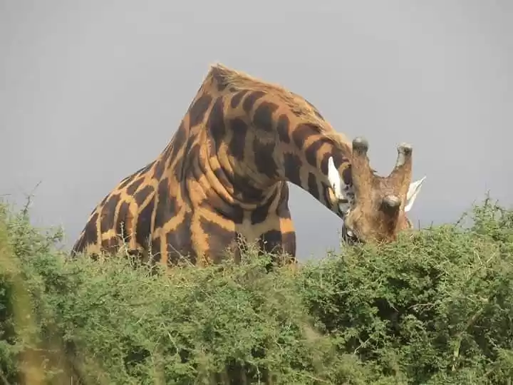 Photo of Africa Adventure Vacations | African Safaris | Gorilla Tours