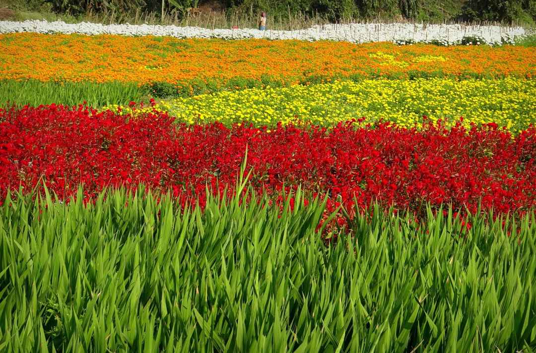 Tulip Flower Meaning In Bengali Best Flower Site