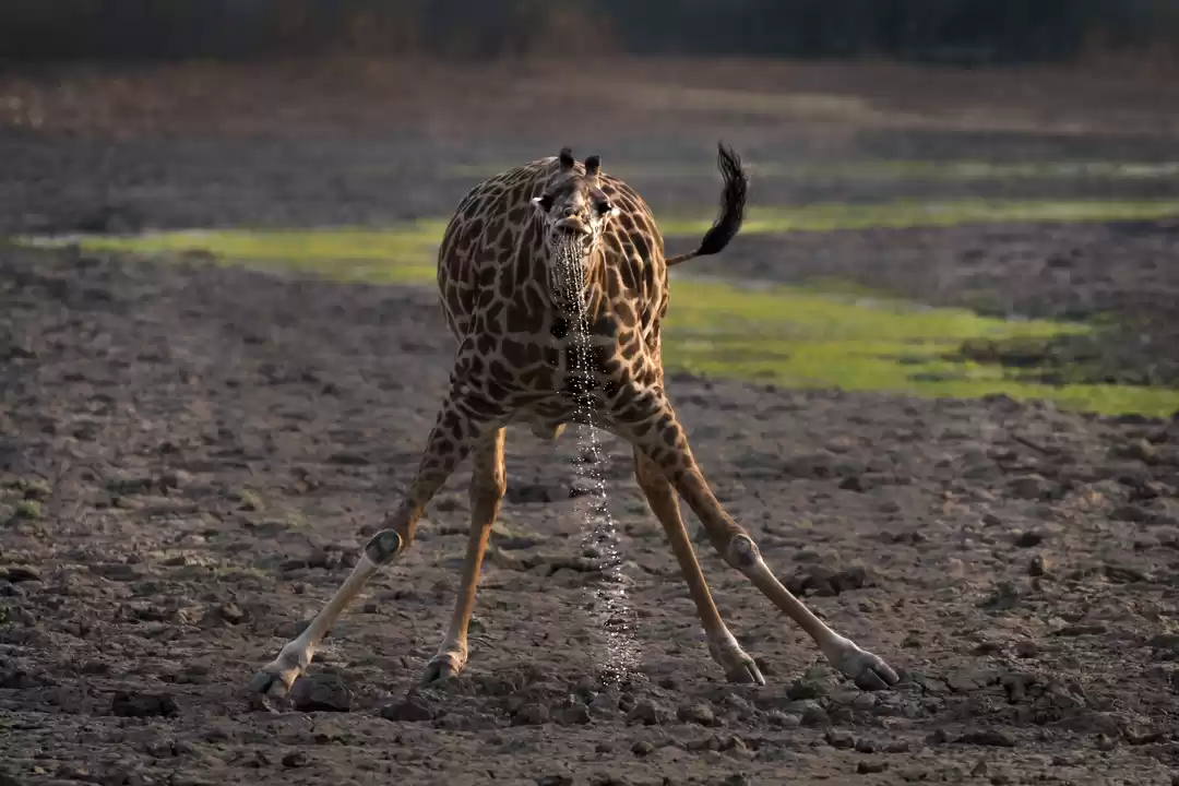 Photo of South Luangwa National Park