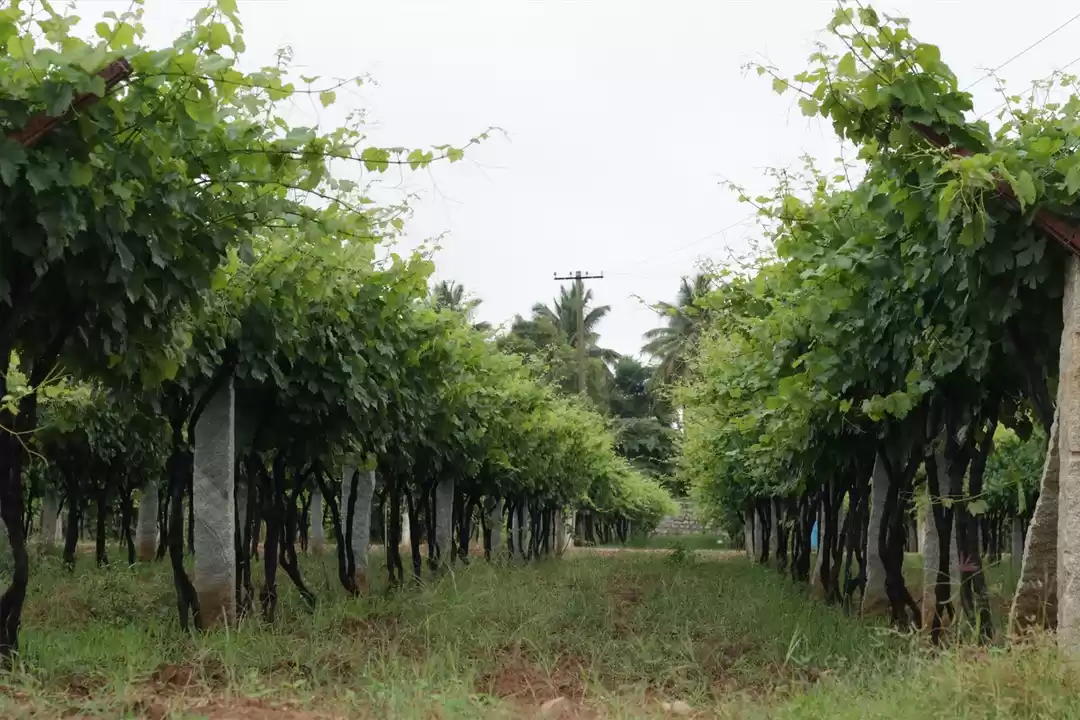 7 Vineyards Near Bangalore for a Perfect Day Trip Tripoto