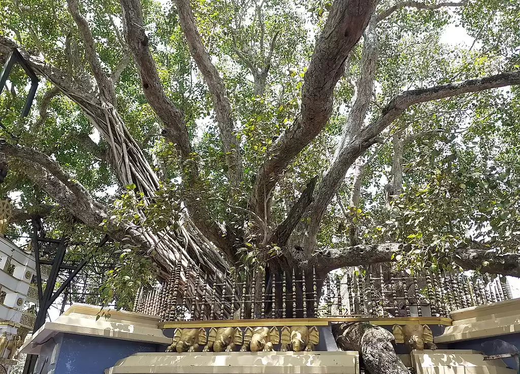 Photo of Delving into the Kal