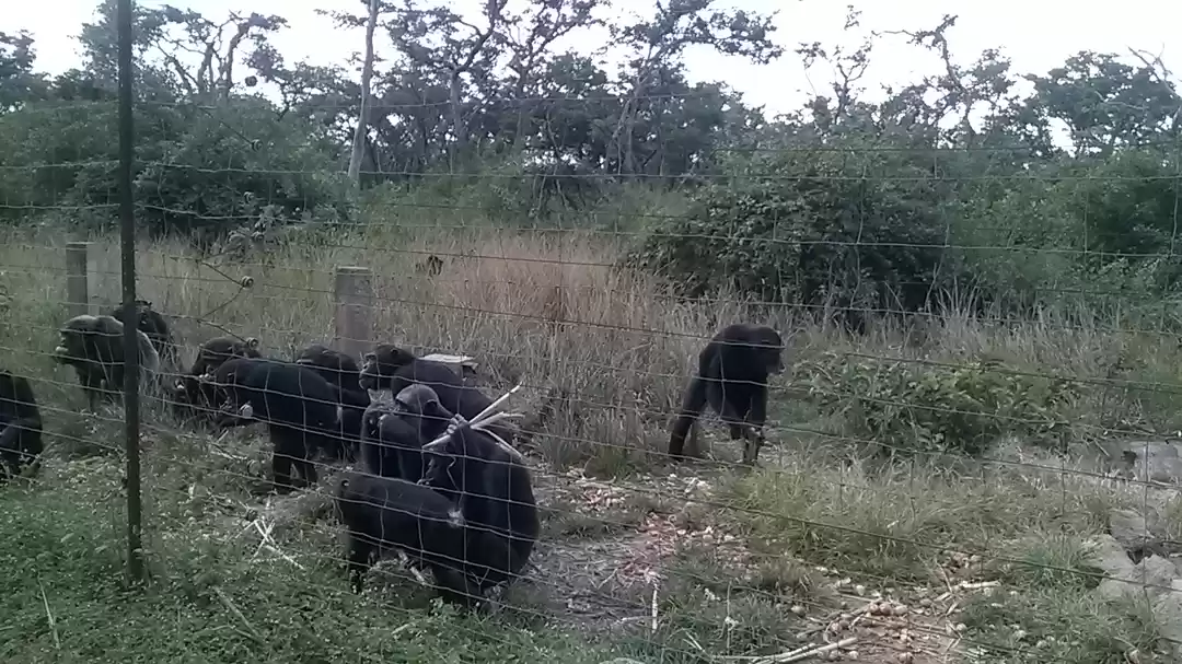 Photo of Chimfunshi Wildlife Orphanage