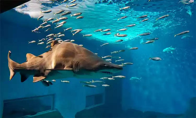 Photo of Aquarium in Seville