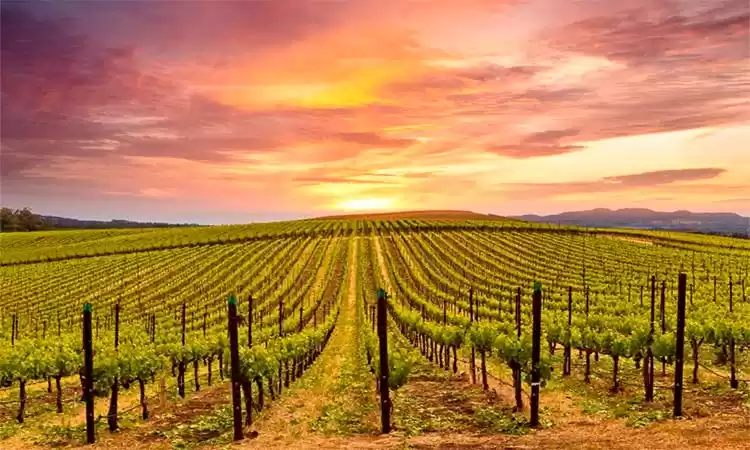 Photo of Napa Valley in San F