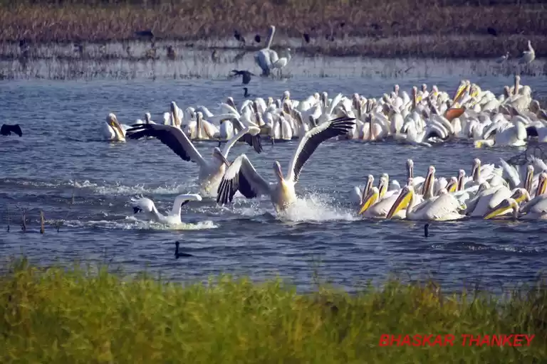 Photo of ગુજરાતમાં મોકરસાગર વ