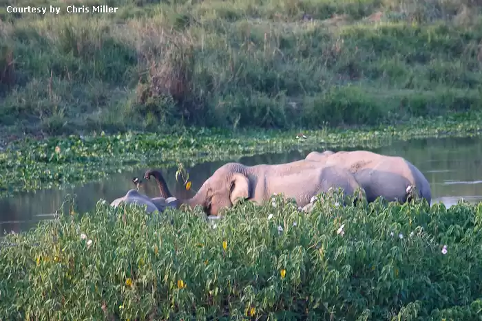 Photo of એપ્રિલમાં કાઝીરંગા ન