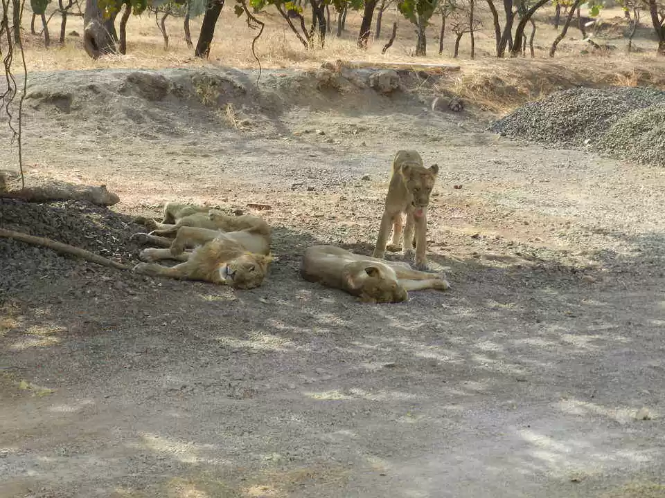 Photo of ગુજરાતના સોમનાથ