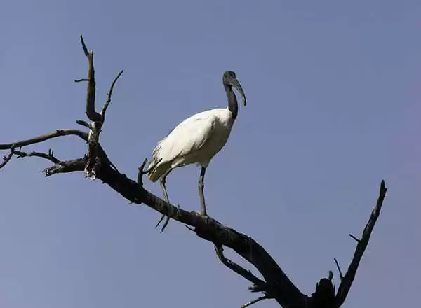 Photo of Khijadiya Bird Sanctuary