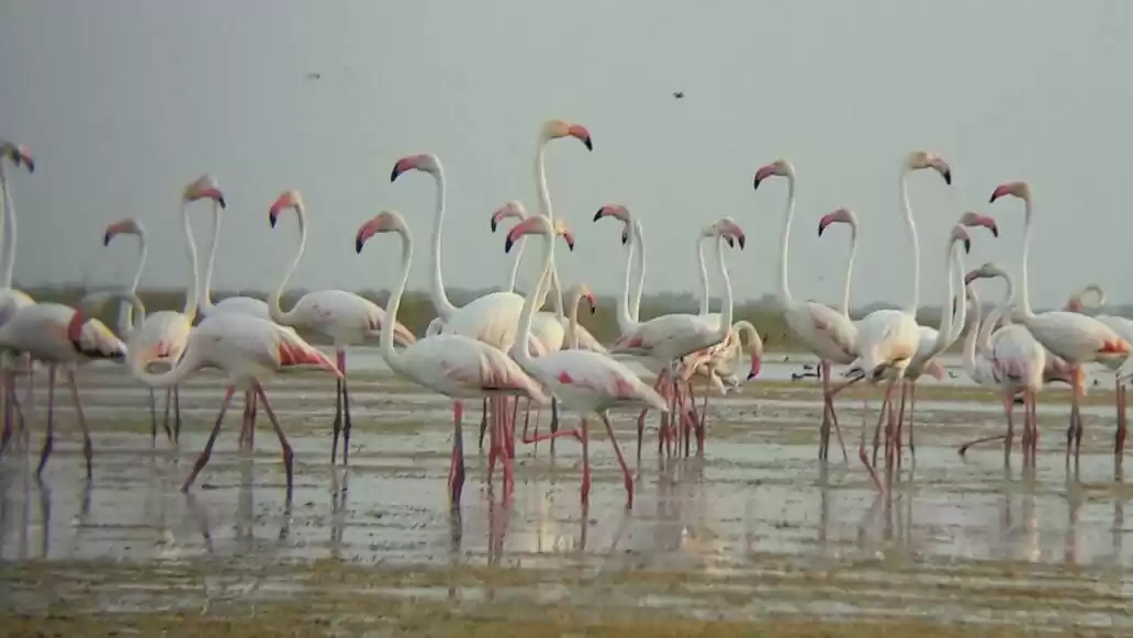 Photo of ગુજરાતમાં આ જગ્યાએ આ