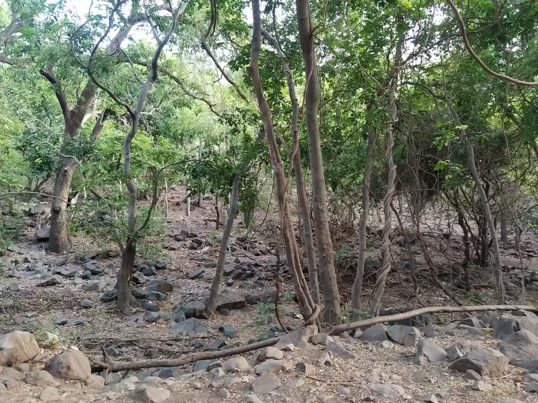 Photo of ચોમાસામાં સિંહ સફારી