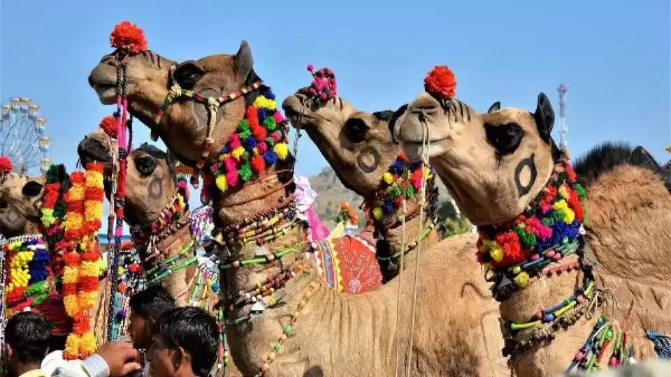 Photo of માત્ર પુષ્કર જ નહીં,