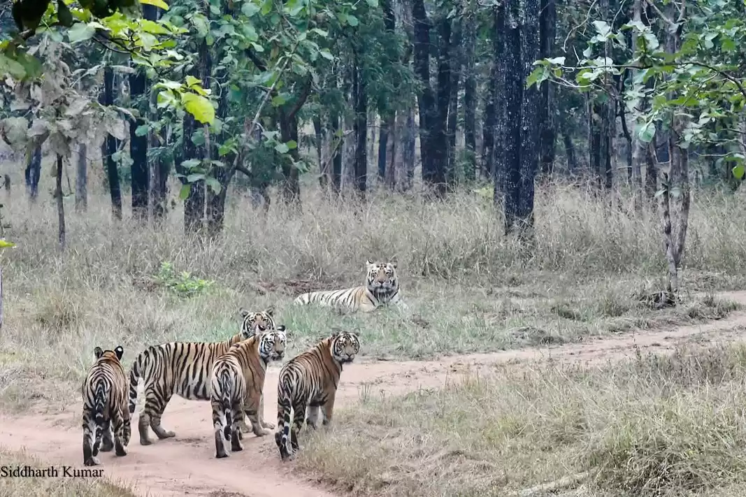 Photo of વોકિંગ સફારી પર જવાન