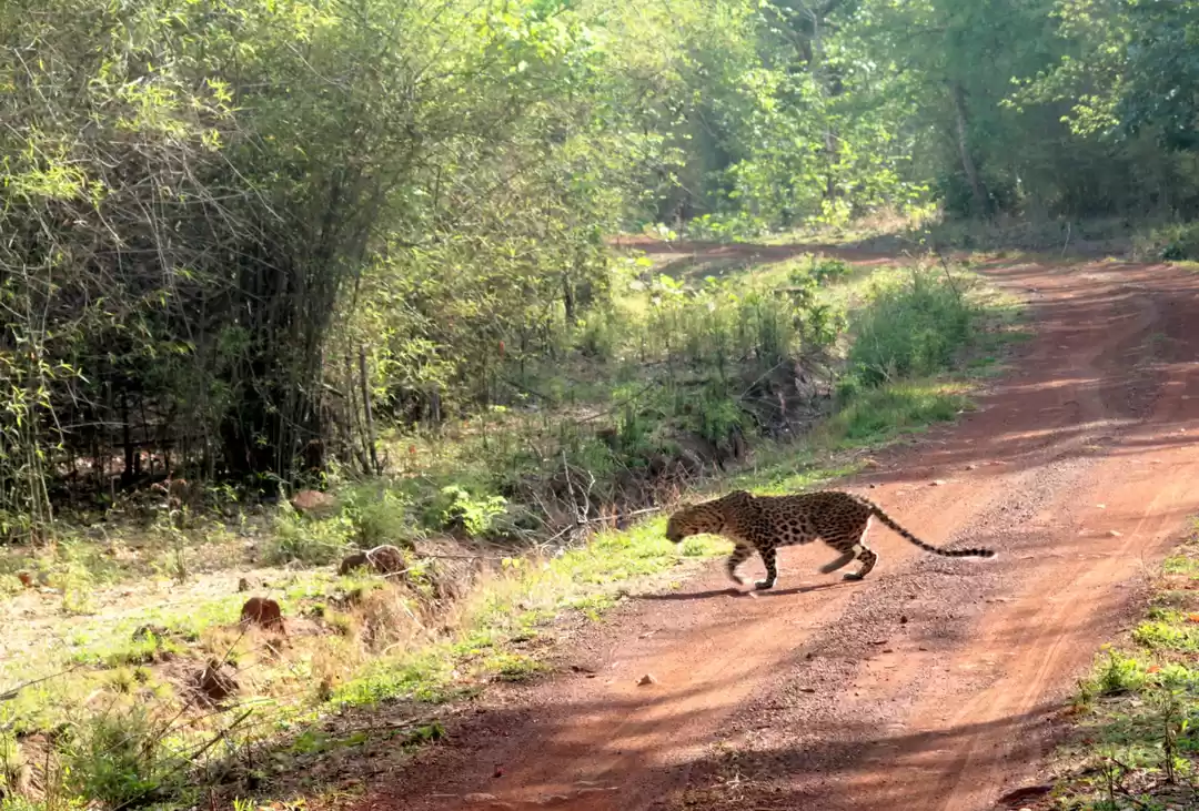 Photo of ચંદ્રપુર પ્રવાસીઓ મા