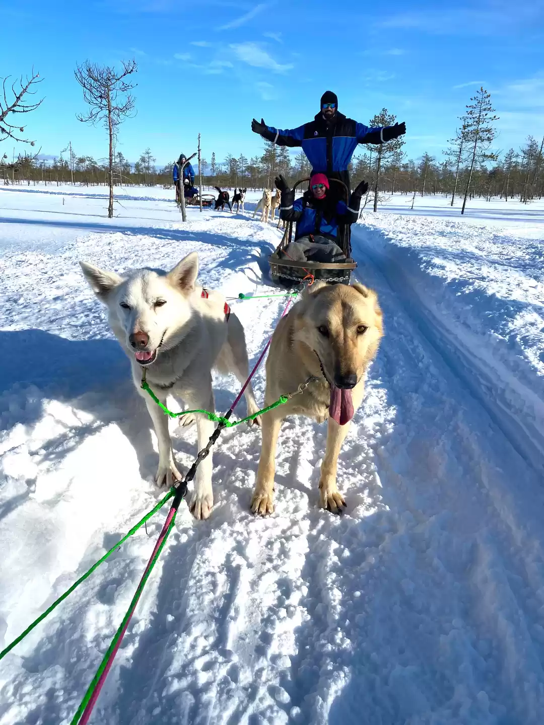 Photo of Bearhill Husky