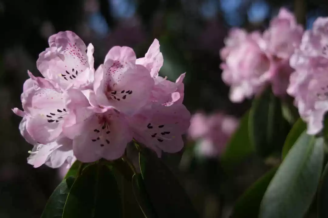 Photo of Spectacular Tre