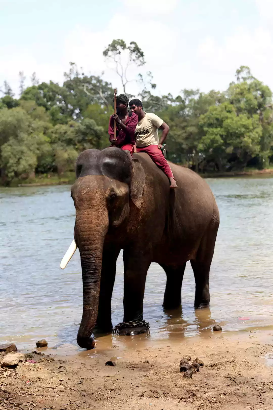 Photo of Dubare Elephant