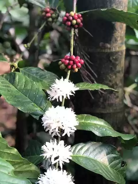 Photo of Coorg: Explorin