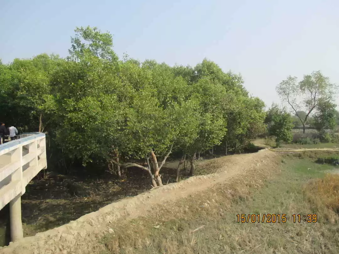 Photo of Golpatar Jungle