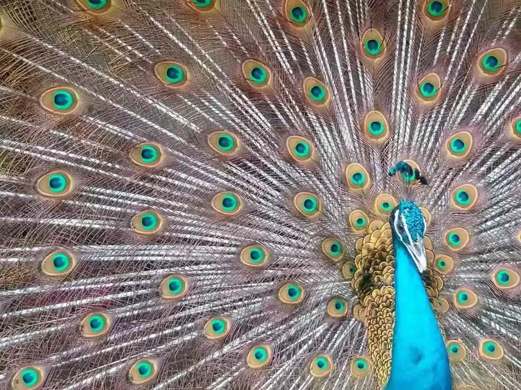 Photo of 13 Wildlife San