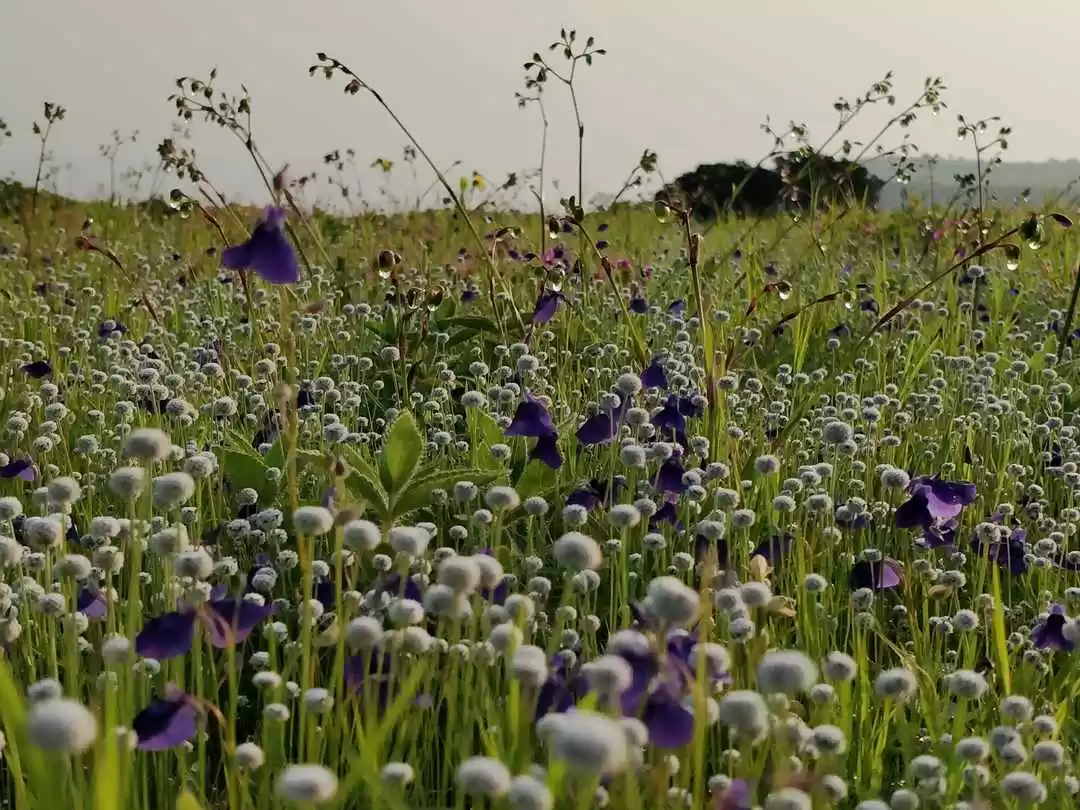 Photo of Kaas Pathar - M