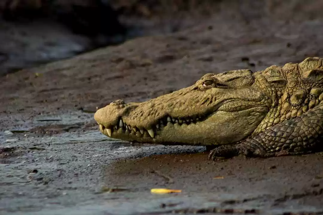 Photo of Crocodile Safar