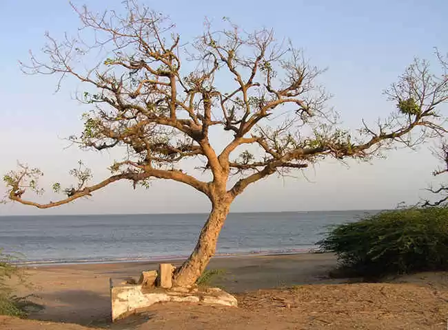 Photo of One Week Gujara