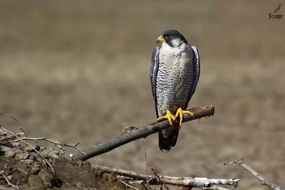 Photo of Rann Riders Res