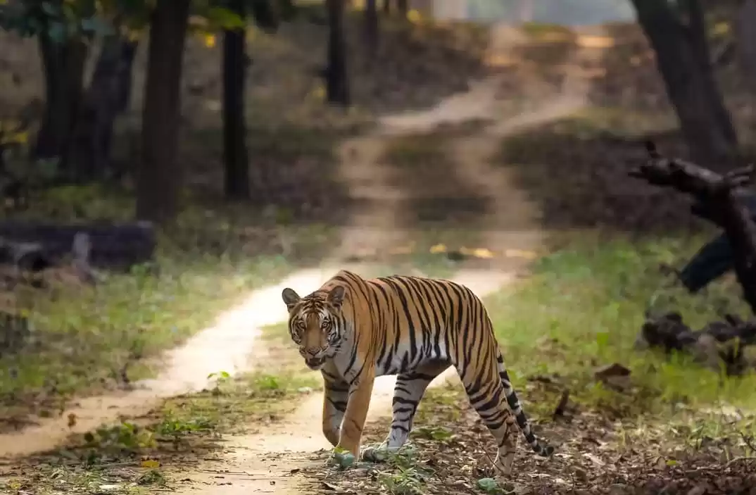 Photo of Just In: UP’s Dudhwa
