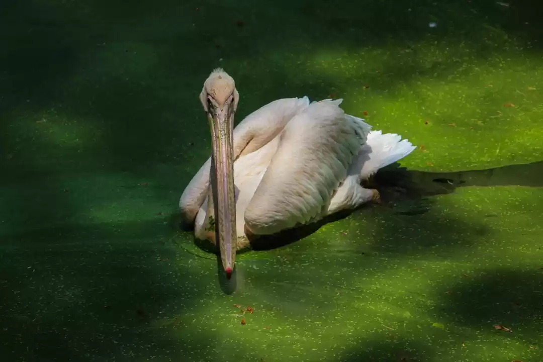 Photo of Trivandrum Zoo