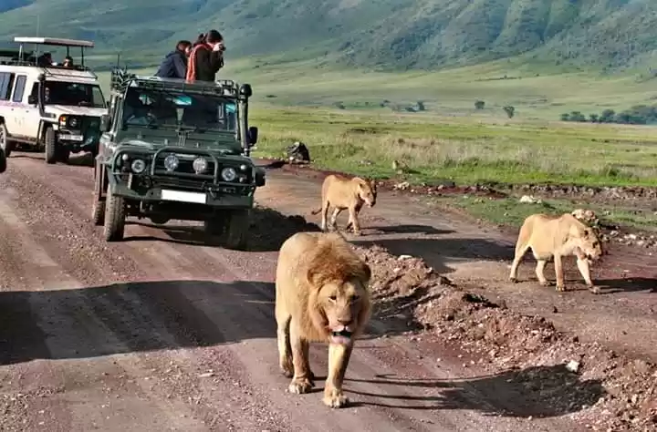 Photo of AFRICA NATURAL TOURS L.T.D : Tanzania Serengeti Migration Safari | Mount Kilimanjaro Climbing | Hiking | Trekking and Zanzibar Beach Holiday | Best Agency Tour Operators in Arusha and Moshi