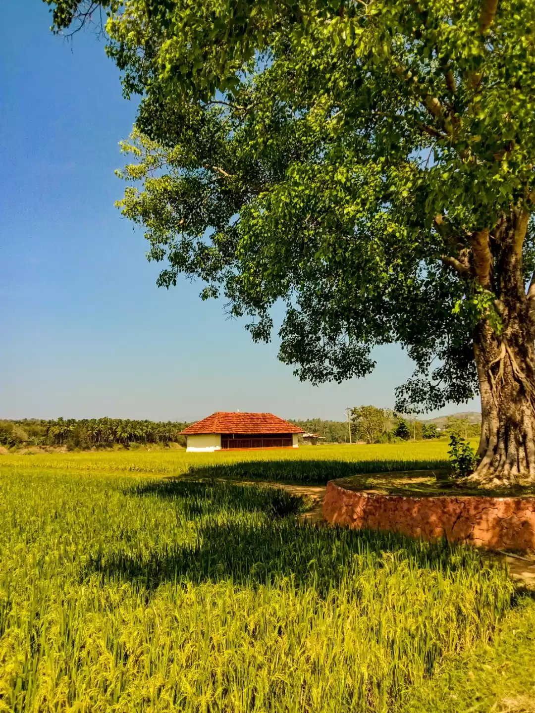 Photo of Vazhalikkav Bhagavathi Temple