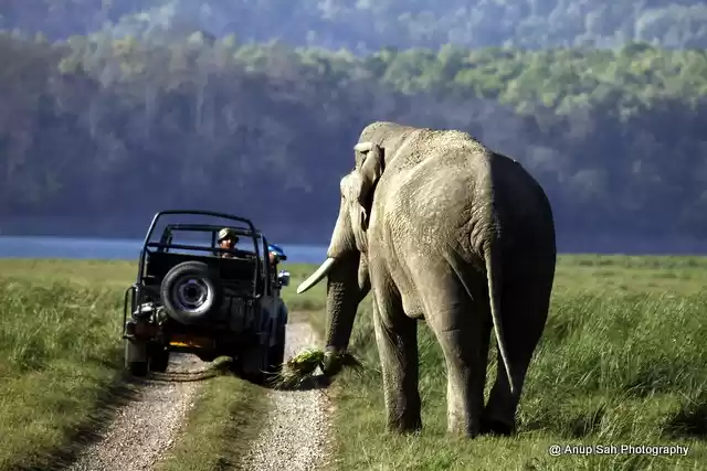 Image 1 of Experience Jim Corbett ! 