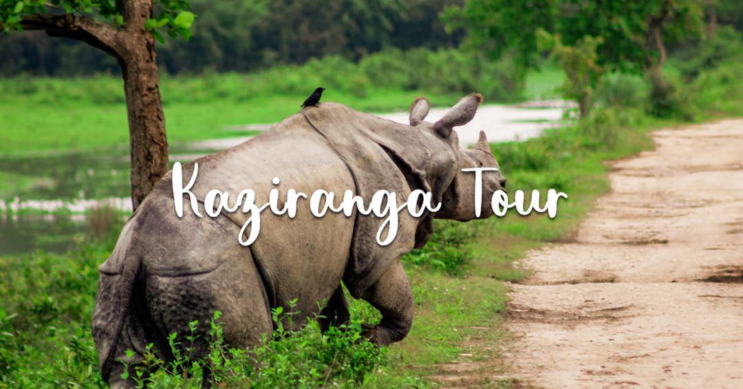 Photo of Meghalaya Backpacking with Kaziranga Fixed Departure 2024 