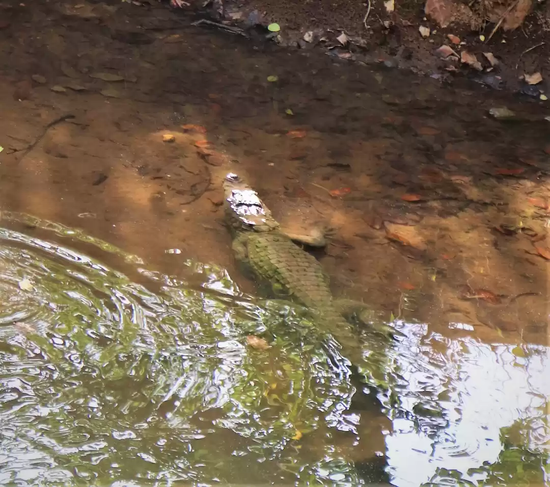 Photo of If you choose to wal