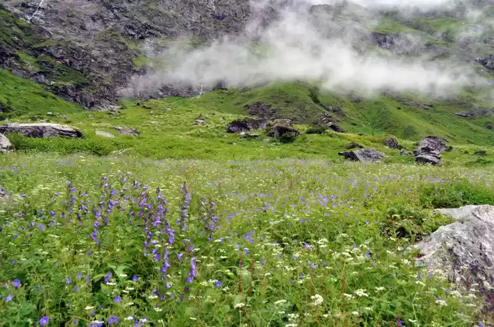 Photo of Valley of Flowers National Park