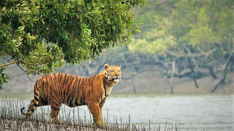 In Search Of Mangrove We Landed In The Land The Royal Bengal Tiger,  Sundarban - Tripoto