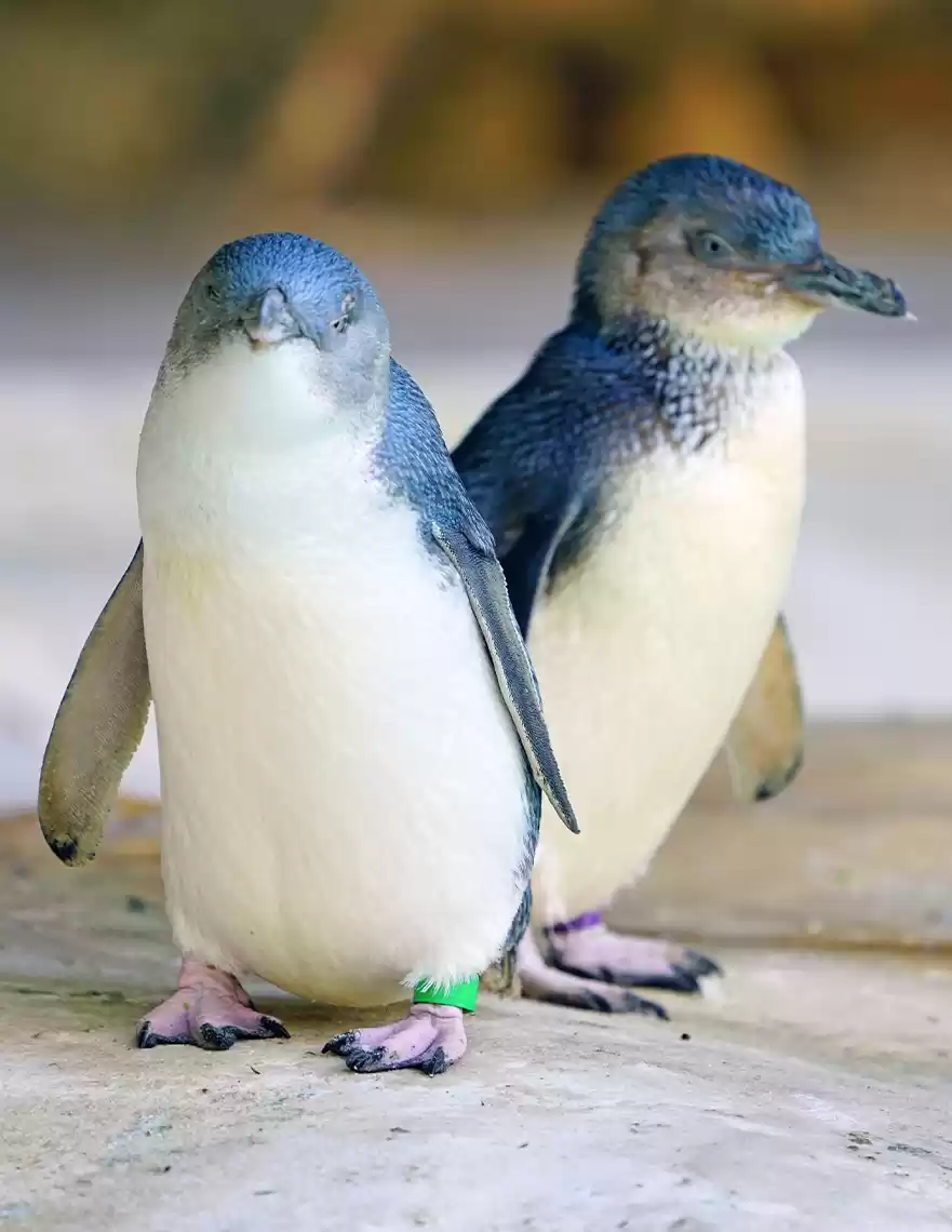 Photo of Aussie Adventur