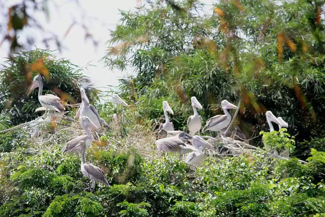 Photo of This Bird Watch