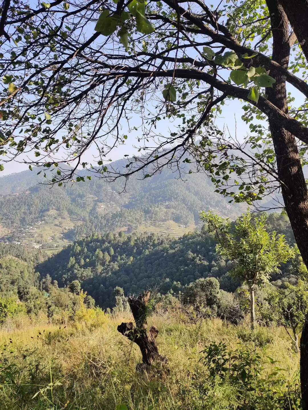 Photo of Rangbull - Nort