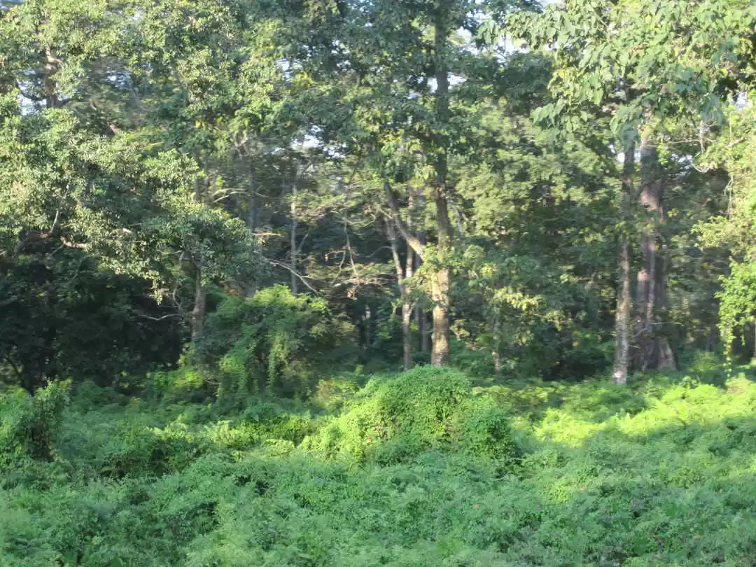 Photo of Jaldapara: West